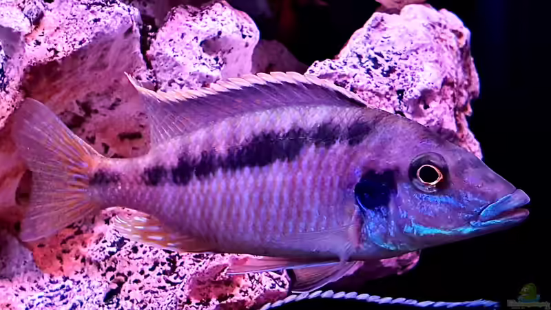 Besatz im Aquarium Cichlidenparadies von Malawi-Guard (101)