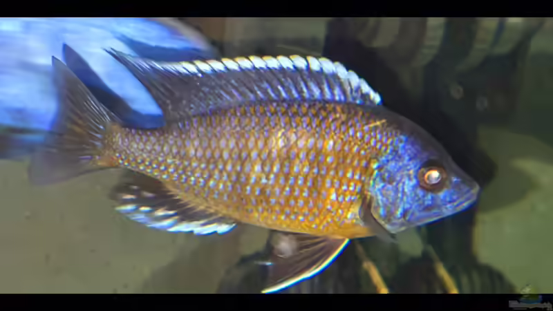 Besatz im Aquarium Cichlidenparadies von Malawi-Guard (103)