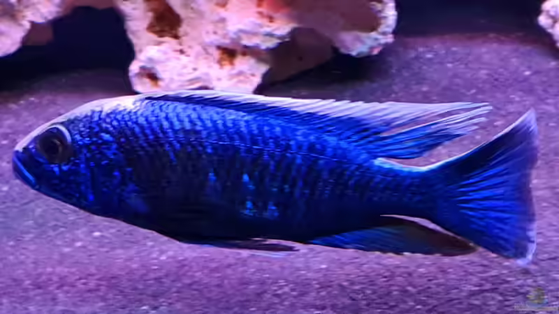 Besatz im Aquarium Cichlidenparadies von Malawi-Guard (104)