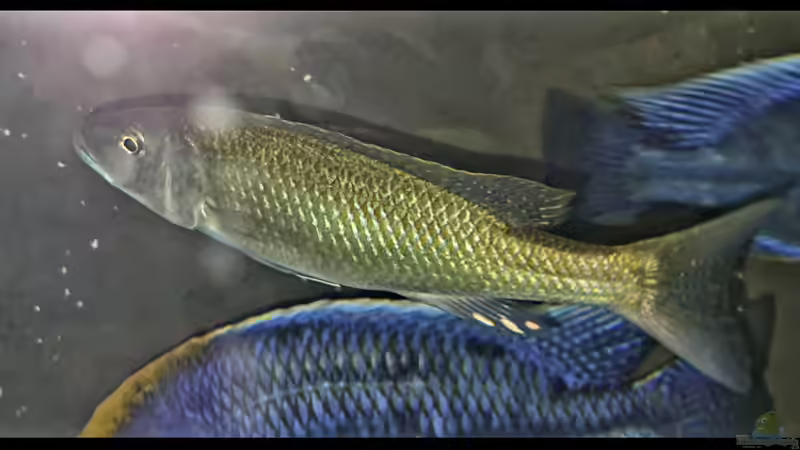 Besatz im Aquarium Cichlidenparadies von Malawi-Guard (106)