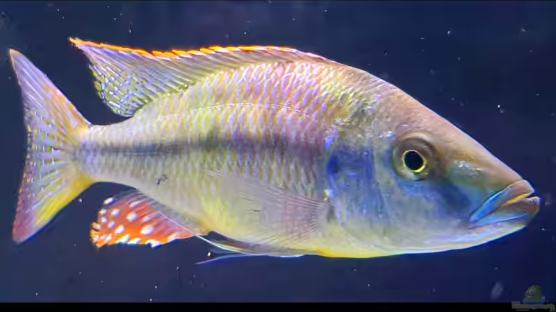 Besatz im Aquarium Cichlidenparadies von Malawi-Guard (107)