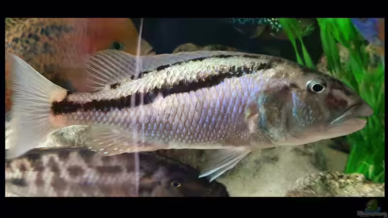 Besatz im Aquarium Cichlidenparadies von Malawi-Guard (108)