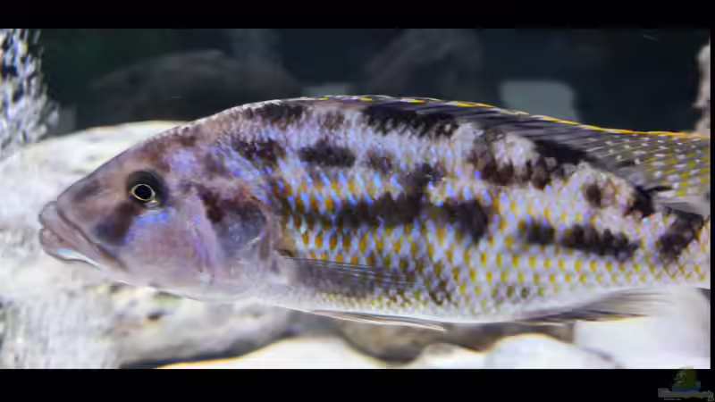 Besatz im Aquarium Cichlidenparadies von Malawi-Guard (109)