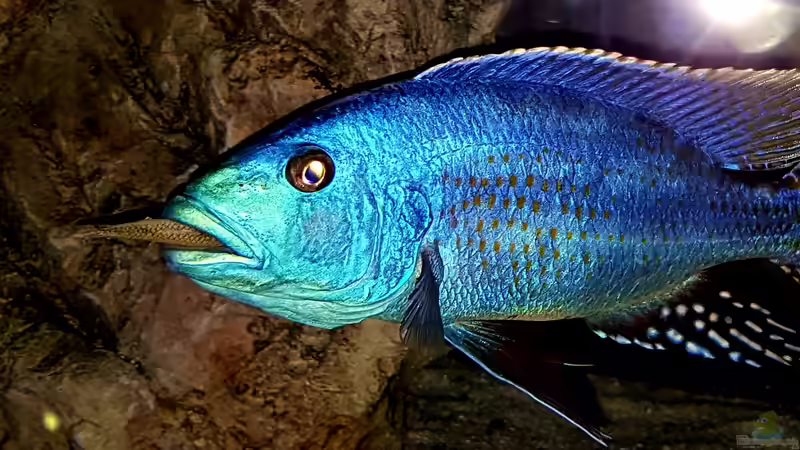 Besatz im Aquarium Cichlidenparadies von Malawi-Guard (74)