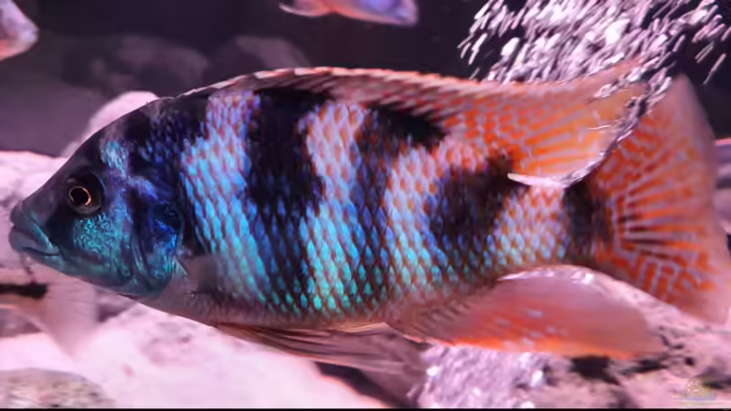 Besatz im Aquarium Cichlidenparadies von Malawi-Guard (75)