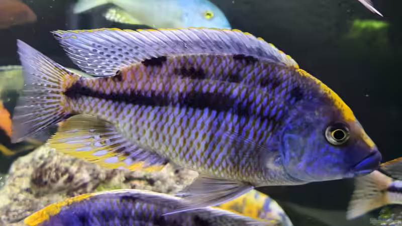 Besatz im Aquarium Cichlidenparadies von Malawi-Guard (76)