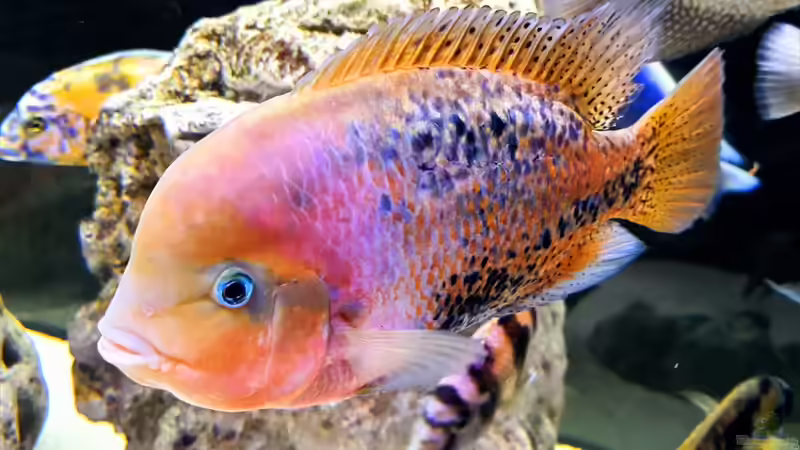 Besatz im Aquarium Cichlidenparadies von Malawi-Guard (77)