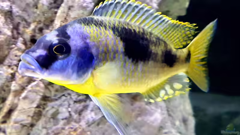 Besatz im Aquarium Cichlidenparadies von Malawi-Guard (78)