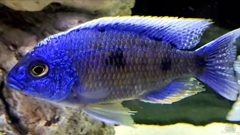 Besatz im Aquarium Cichlidenparadies von Malawi-Guard (79)