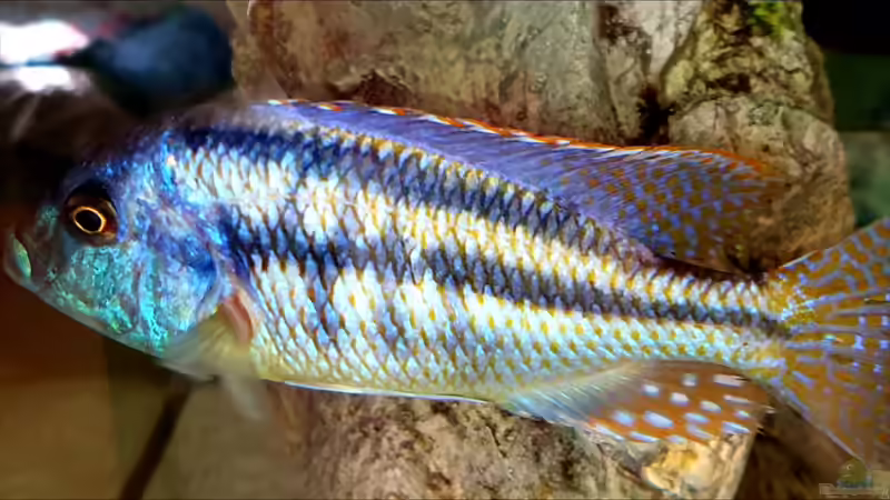Besatz im Aquarium Cichlidenparadies von Malawi-Guard (80)