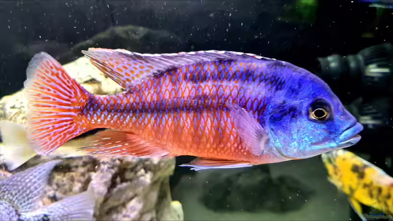 Besatz im Aquarium Cichlidenparadies von Malawi-Guard (81)