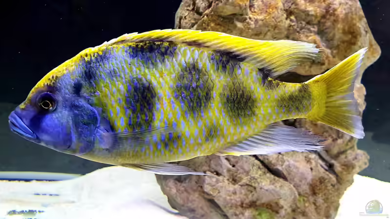 Besatz im Aquarium Cichlidenparadies von Malawi-Guard (82)