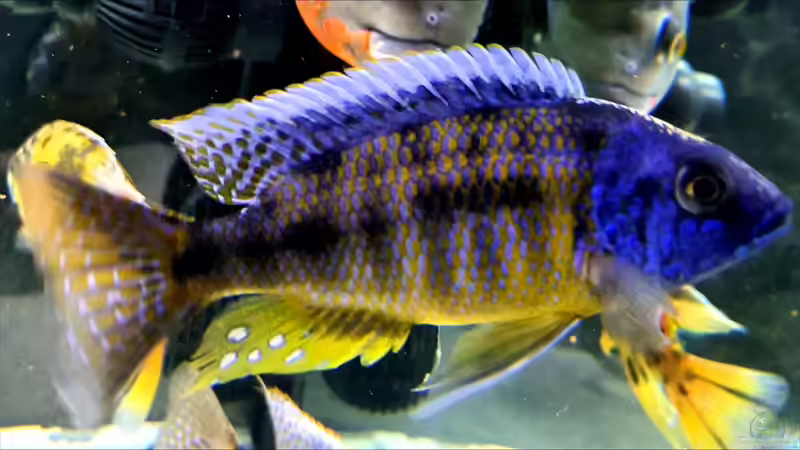 Besatz im Aquarium Cichlidenparadies von Malawi-Guard (83)