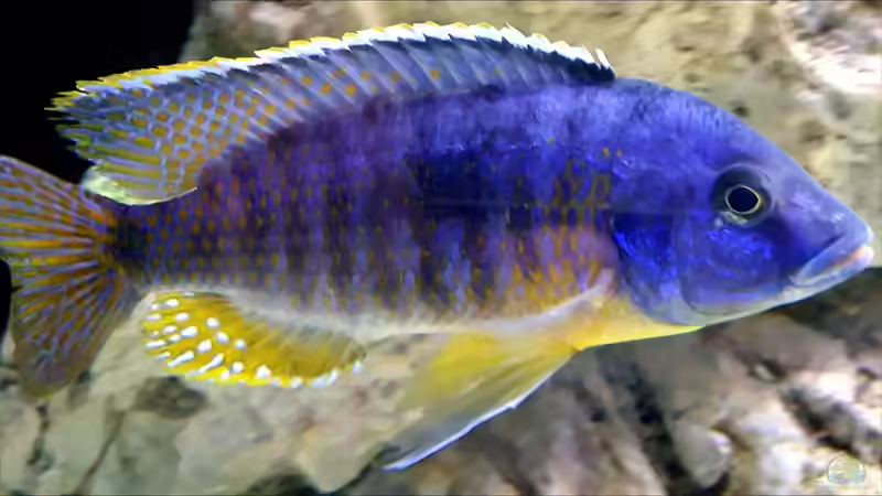 Besatz im Aquarium Cichlidenparadies von Malawi-Guard (85)