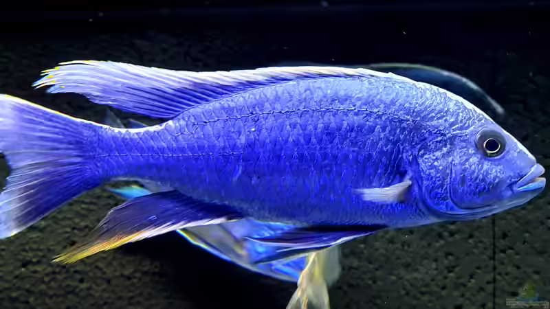 Besatz im Aquarium Cichlidenparadies von Malawi-Guard (86)