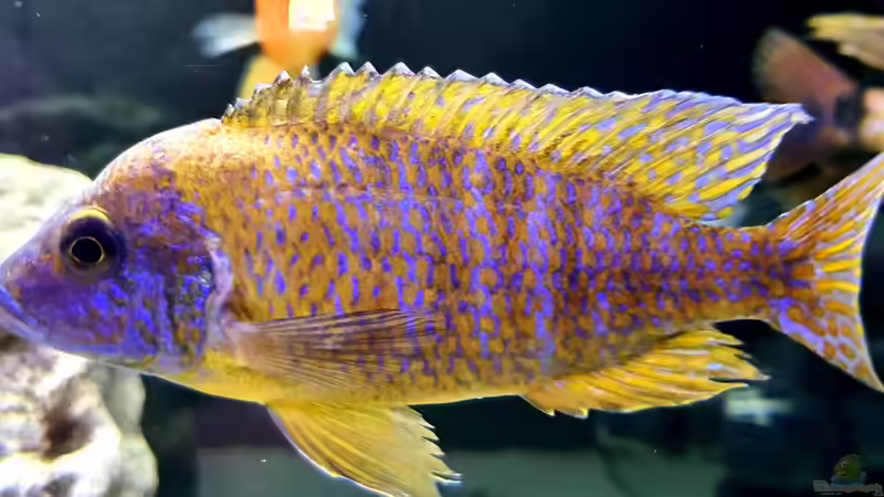 Besatz im Aquarium Cichlidenparadies von Malawi-Guard (87)