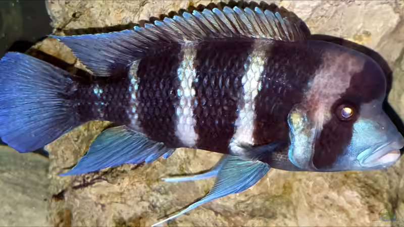 Besatz im Aquarium Cichlidenparadies von Malawi-Guard (88)