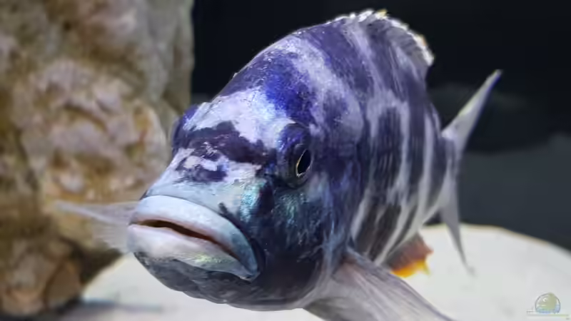 Besatz im Aquarium Cichlidenparadies von Malawi-Guard (89)