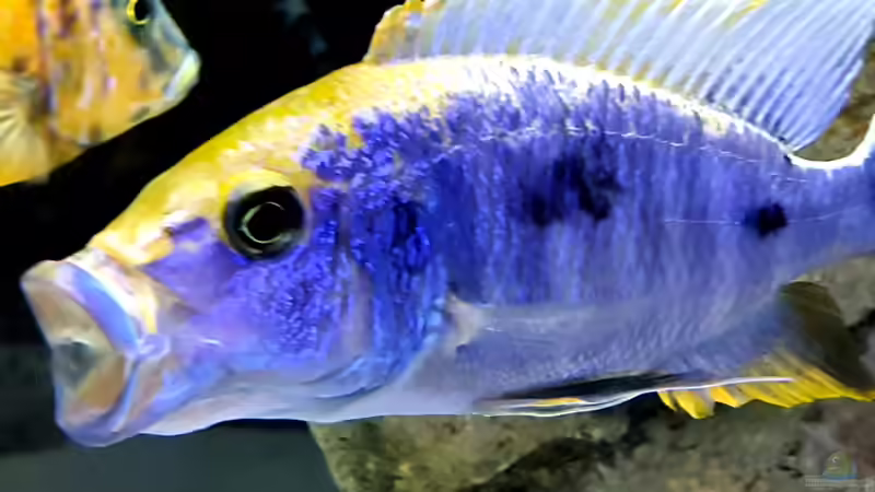 Besatz im Aquarium Cichlidenparadies von Malawi-Guard (90)