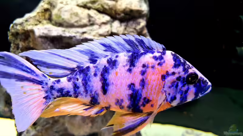 Besatz im Aquarium Cichlidenparadies von Malawi-Guard (91)