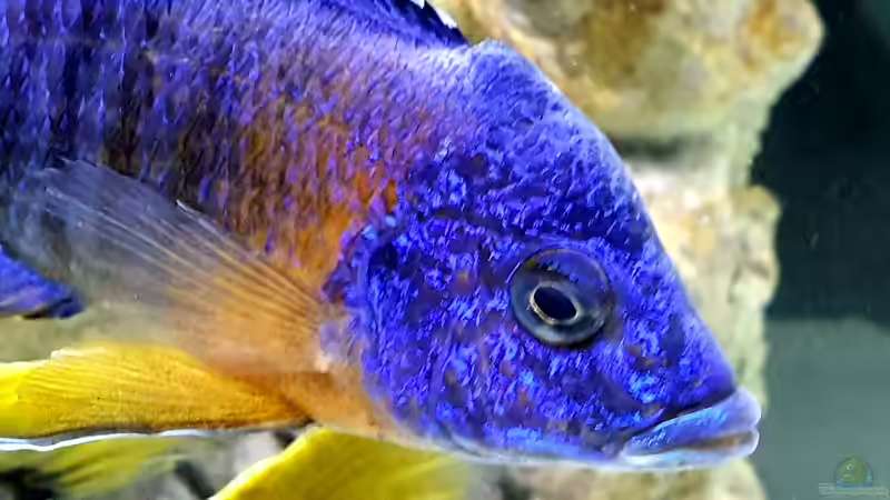 Besatz im Aquarium Cichlidenparadies von Malawi-Guard (92)