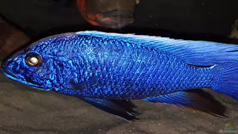 Besatz im Aquarium Cichlidenparadies von Malawi-Guard (93)