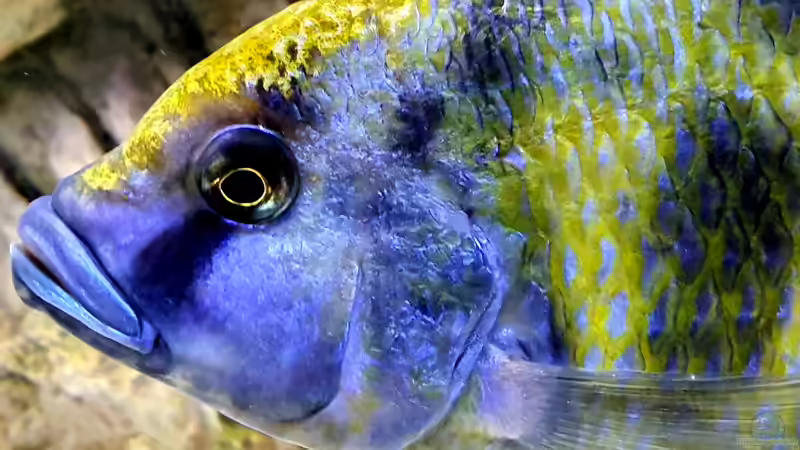 Besatz im Aquarium Cichlidenparadies von Malawi-Guard (95)