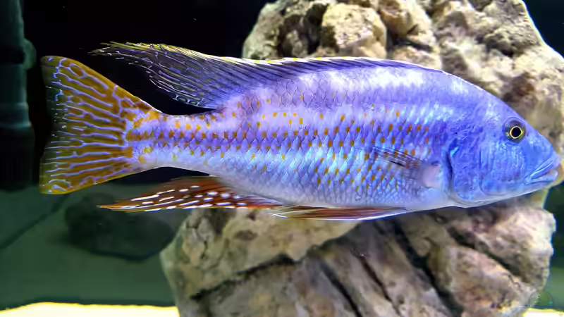 Besatz im Aquarium Cichlidenparadies von Malawi-Guard (96)