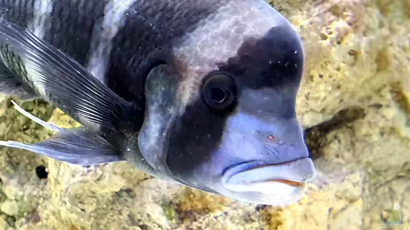 Besatz im Aquarium Cichlidenparadies von Malawi-Guard (97)