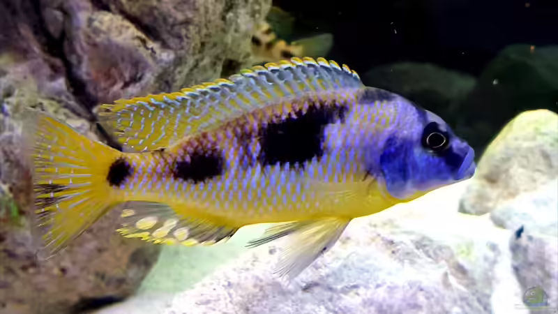 Besatz im Aquarium Cichlidenparadies von Malawi-Guard (99)