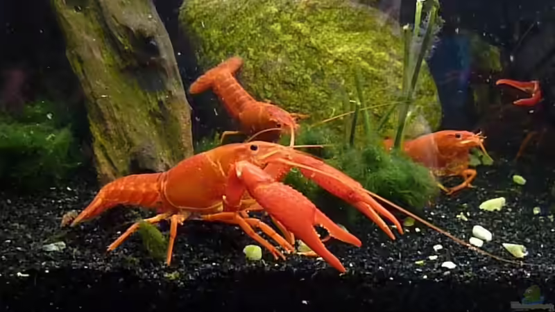 Besatz im Aquarium Clarkii - Rote Florida Sumpfkrebse von Kim (3)