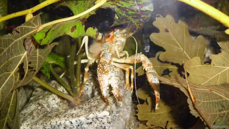 Besatz im Aquarium Clarkii Wohndschungel von Lady Luzilla (6)