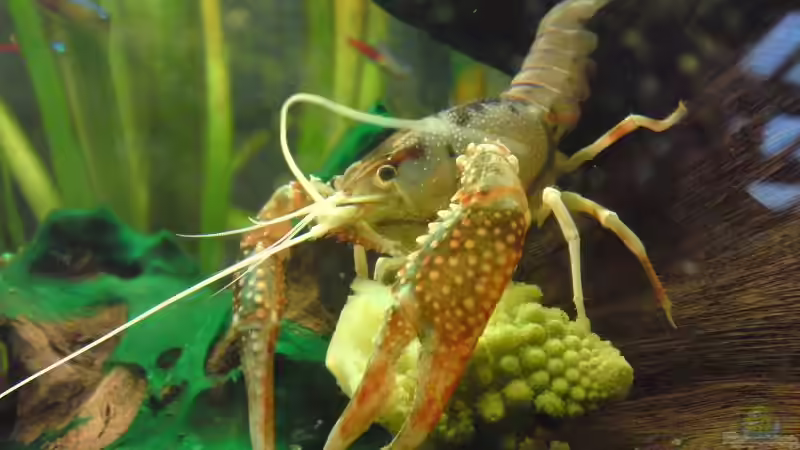 Besatz im Aquarium Clarkii Wohndschungel von Lady Luzilla (7)