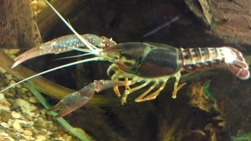 Besatz im Aquarium Clarkii Wohndschungel von Lady Luzilla (8)