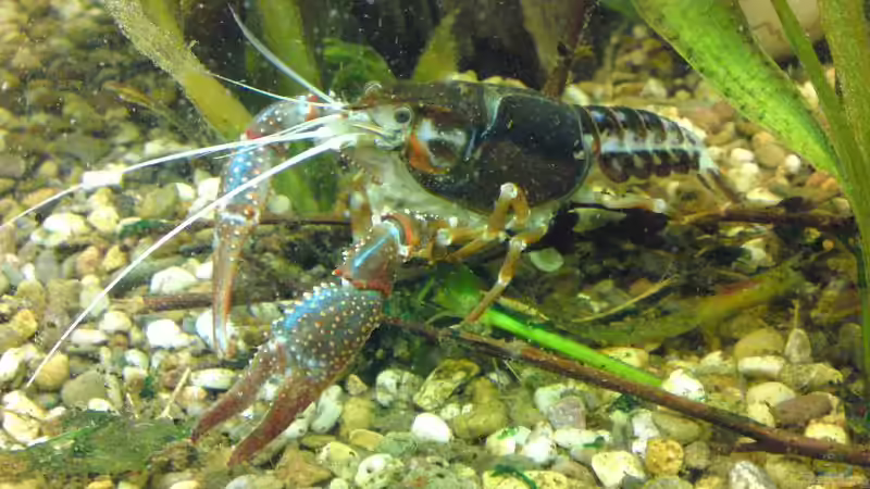 Besatz im Aquarium Clarkii Wohndschungel von Lady Luzilla (9)
