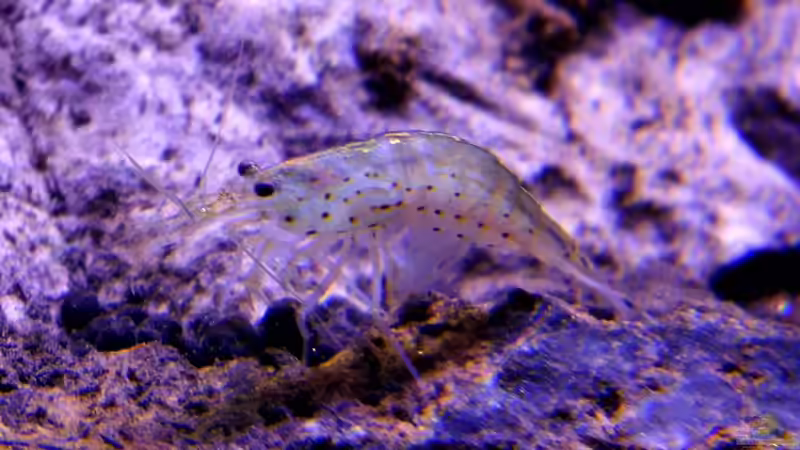 Besatz im Aquarium Clear Structure von snooze (7)