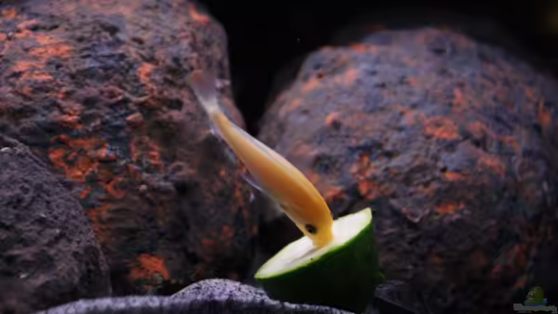 Besatz im Aquarium Concrete canyon for Mbuna von Werner Franz (15)