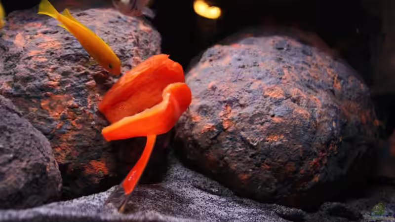 Besatz im Aquarium Concrete canyon for Mbuna von Werner Franz (16)