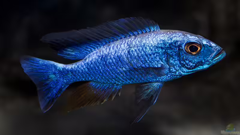 Besatz im Aquarium Corner Reef-aufgelöst- von AjakAndi (28)