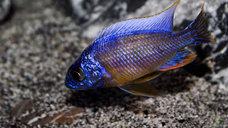 Besatz im Aquarium Corner Reef-aufgelöst- von AjakAndi (31)