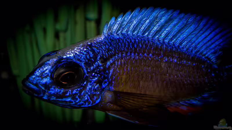 Besatz im Aquarium Corner Reef-aufgelöst- von AjakAndi (32)