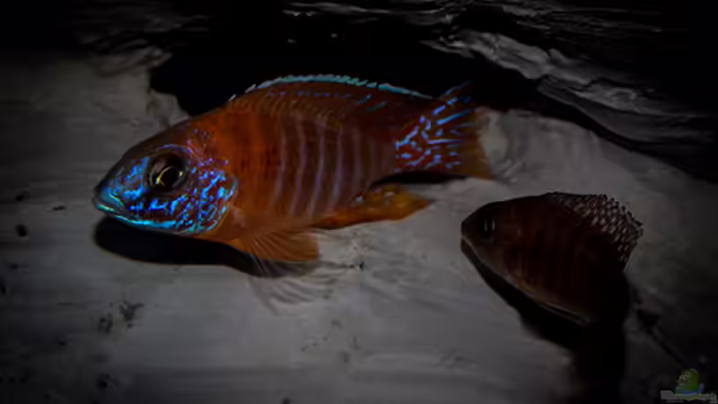 Besatz im Aquarium Corner Reef-aufgelöst- von AjakAndi (38)