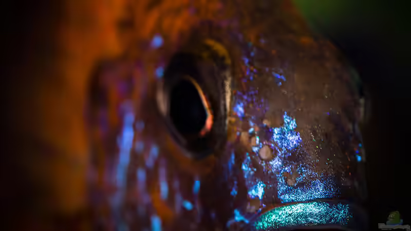 Besatz im Aquarium Corner Reef-aufgelöst- von AjakAndi (39)