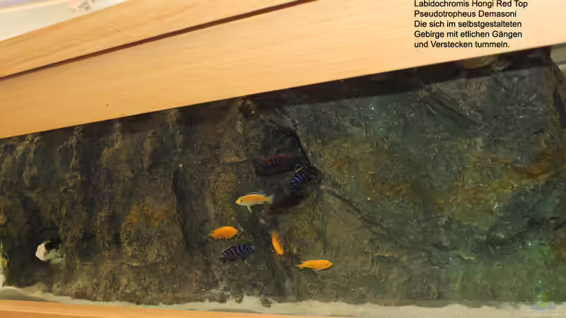 Besatz im Aquarium Couchtisch Aquarium von Florian Böhling (12)