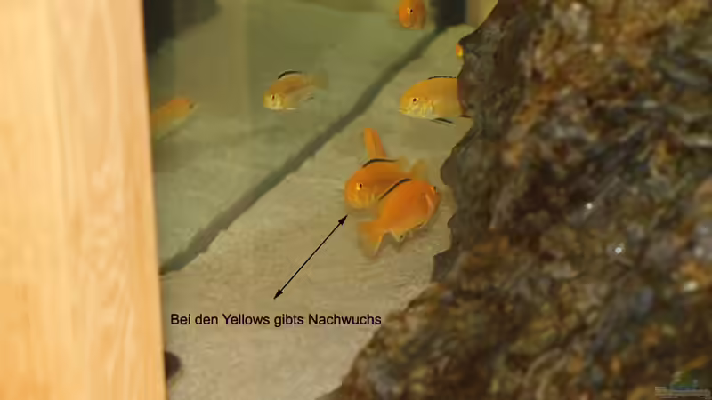 Besatz im Aquarium Couchtisch Aquarium von Florian Böhling (13)