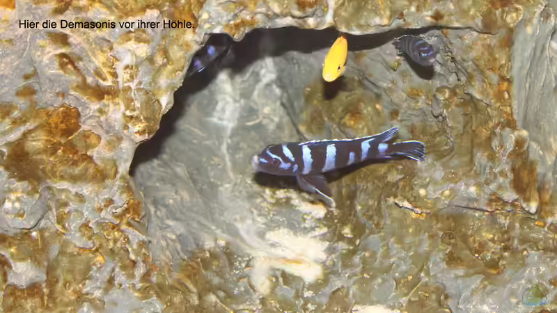 Besatz im Aquarium Couchtisch Aquarium von Florian Böhling (14)