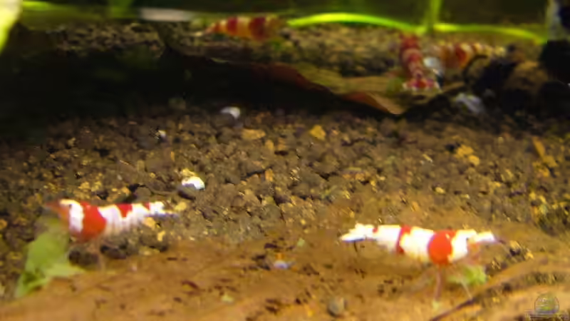 Besatz im Aquarium Crystal Red - Rote Bienengarnelen von Kim (8)