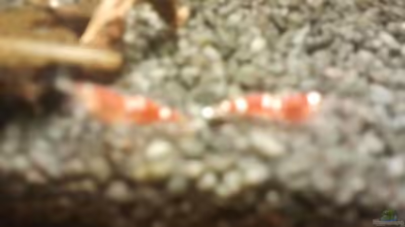 Besatz im Aquarium Crystal Red Home von Goldi 1977 (17)