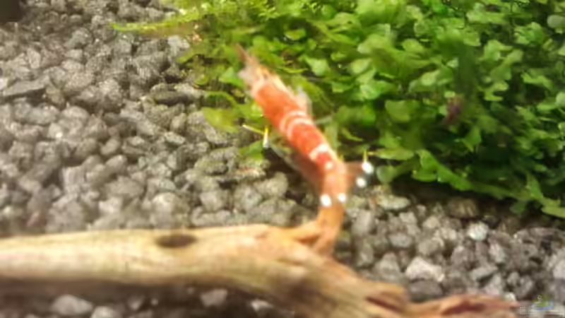 Besatz im Aquarium Crystal Red Home von Goldi 1977 (18)