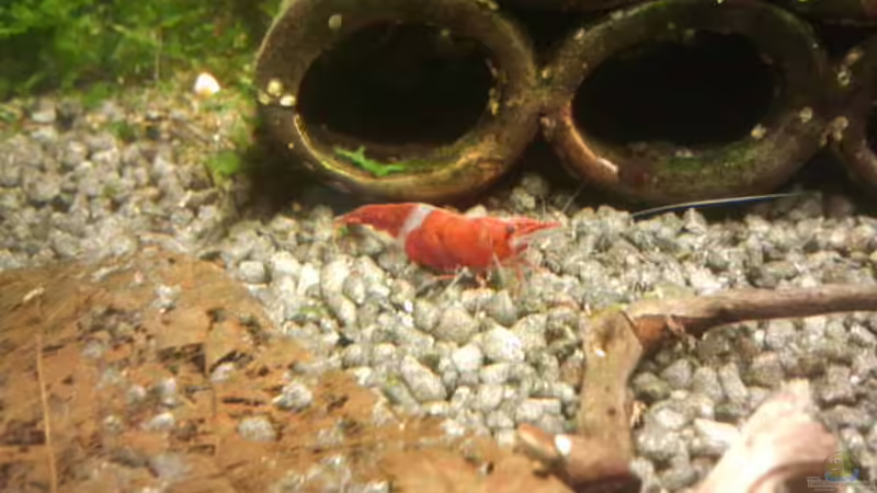 Besatz im Aquarium Crystal Red Home von Goldi 1977 (19)